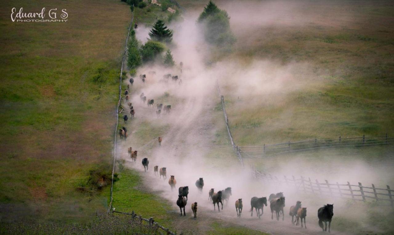 Pensiunea Viorica ฟุนดูโมลโดเว ภายนอก รูปภาพ